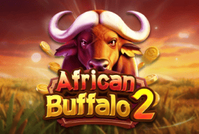 African Buffalo 2