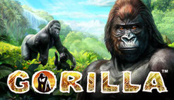 Gorilla