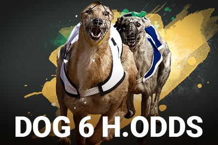 Dog 6 H.Odds