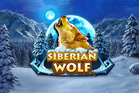 Siberian Wolf Siberian Wolf