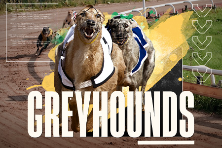 Dog H.Odds On Demand