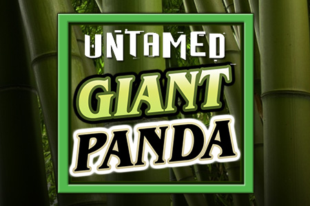 Untamed Giant Panda